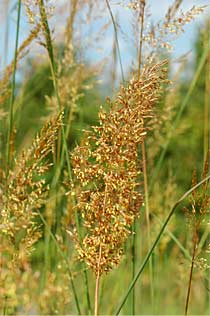 Native Grasses, Wildflowers, Ferns for Habitat Restoration