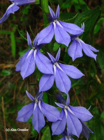 Lobelia puberula (Downey Lobelia)