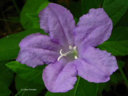 Ruellia humilis (Wild Petunia)