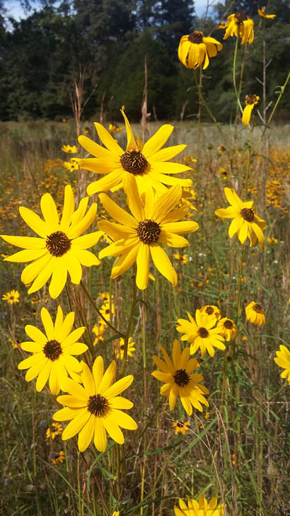 Helianthus angustifolius (Narrowleaf Sunflower)