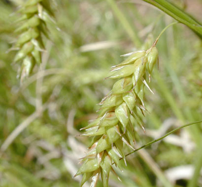 Carex cherokeensis (Cherokee Sedge)