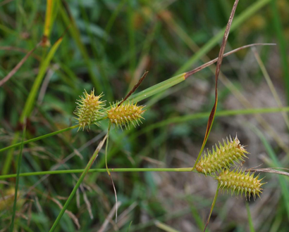 Carex lurida (Shallow sedge)