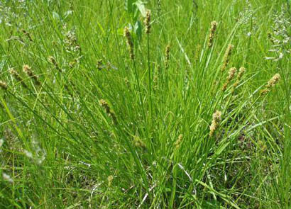 Carex annectens (Foxtail sedge)