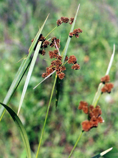 Scirpus atrovirens v. georgianus (Georgia Bulrush)
