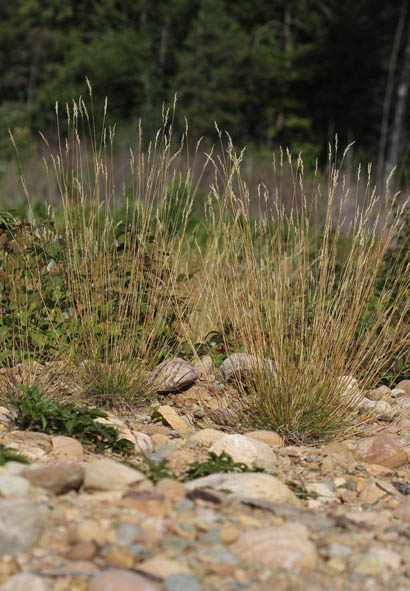 Danthonia spicata (Poverty Oatgrass)