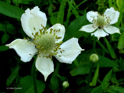 Anemone virginiana (Thimbleweed)