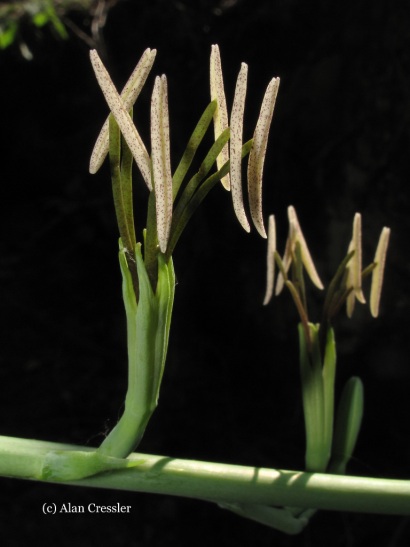 Manfreda virginica (False Aloe)