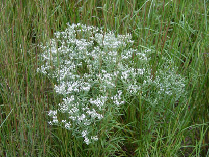 Eupatorium hyssopifolium (Hyssopleaf boneset)