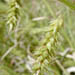 Carex cherokeensis (Cherokee Sedge)