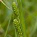 Carex granularis (Pale sedge)