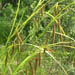 Carex crinita (Fringed sedge)