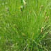 Carex annectens (Foxtail sedge)