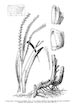 Tripsacum dactyloides (Eastern Gamagrass)