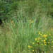 Panicum virgatum (Switchgrass)