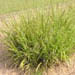 Panicum anceps (Beaked Panic Grass)