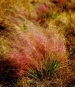 Muhlenbergia capillaris (Hairy Awn Muhly Grass)