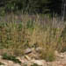 Danthonia spicata (Poverty Oatgrass)