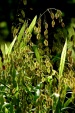 Chasmanthium latifolium (River Oats)