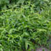 Dichanthelium latifolium (Broadleaf Rosette)