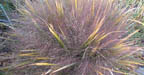 Eragrostis spectabilis (Purple Lovegrass)