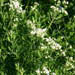 Pycnanthemum tenuifolium (Narrowleaf Mountainmint)