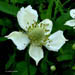 Anemone virginiana (Thimbleweed)