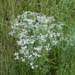 Eupatorium hyssopifolium (Hyssopleaf boneset)