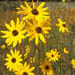 Helianthus angustifolius (Narrowleaf Sunflower)